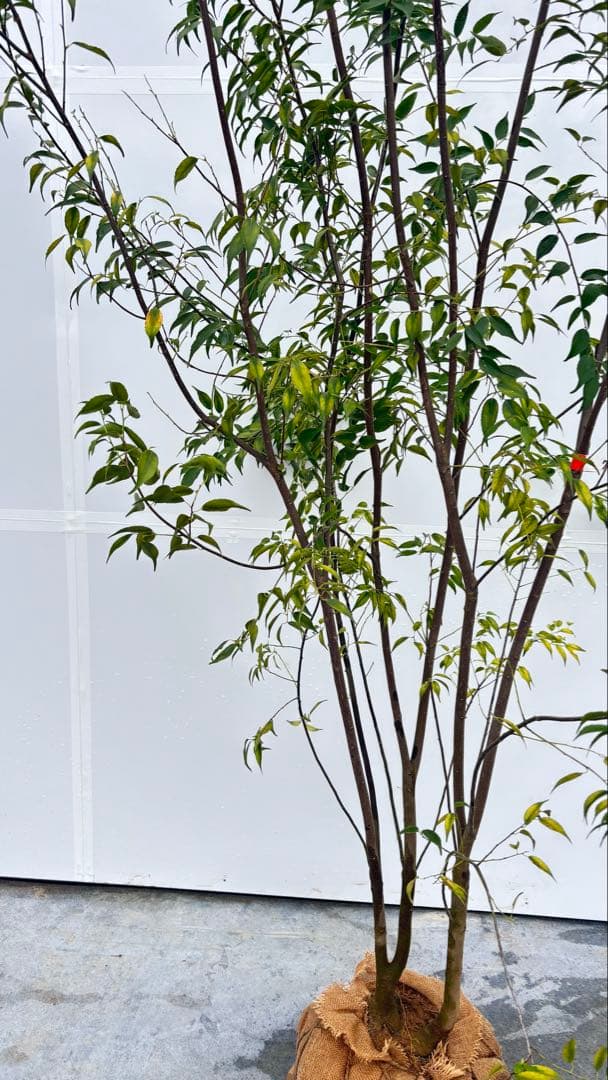 超特大サイズ 細く美しく繊細な樹形 ハイノキ 株立 715 樹高2.7m位