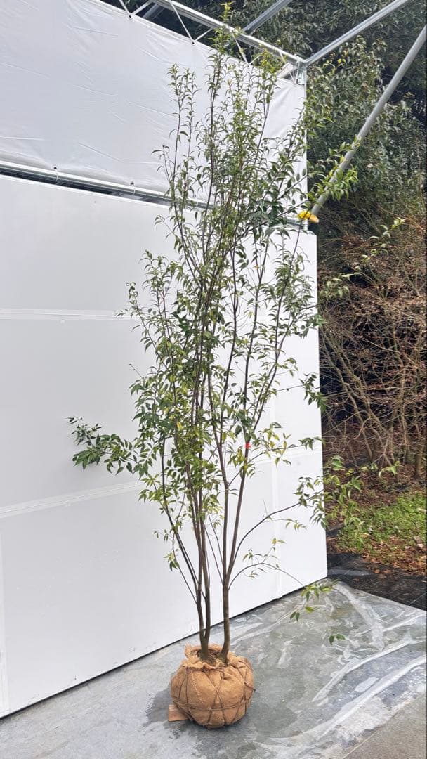 超特大サイズ 細く美しく繊細な樹形 ハイノキ 株立 715 樹高2.7m位