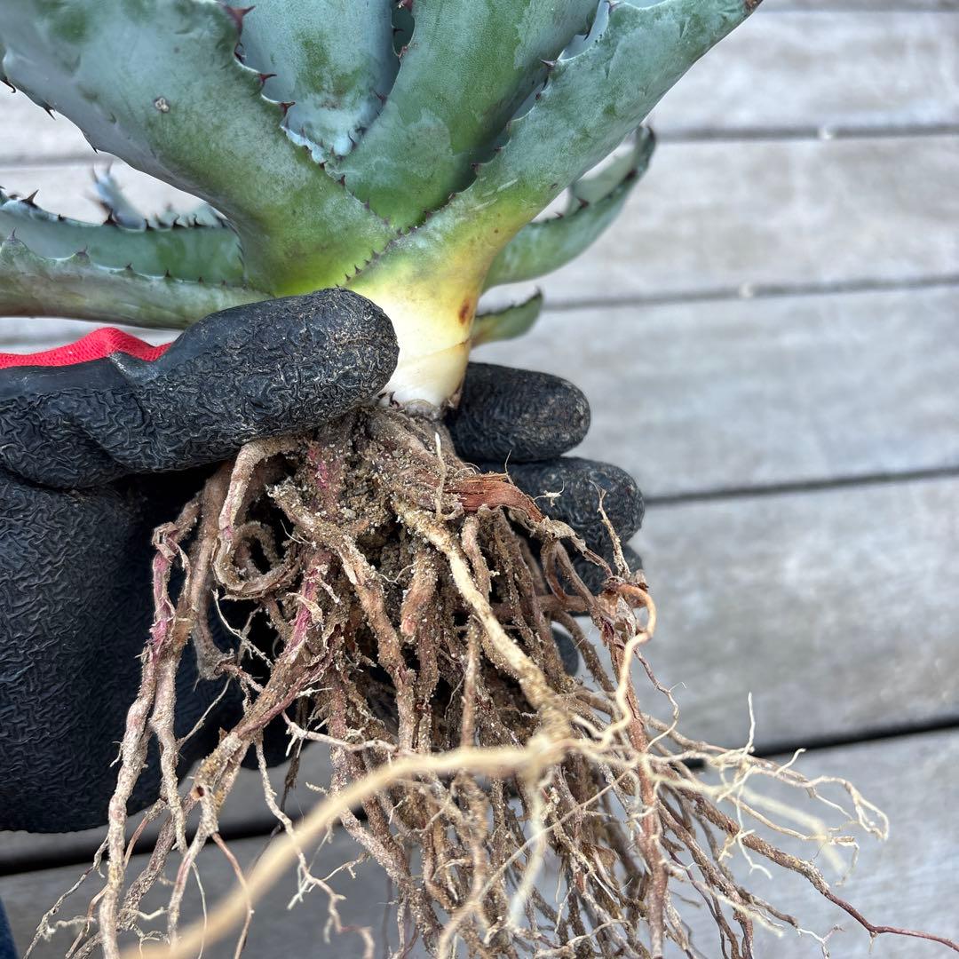 アガベ コロラータ　陽炎