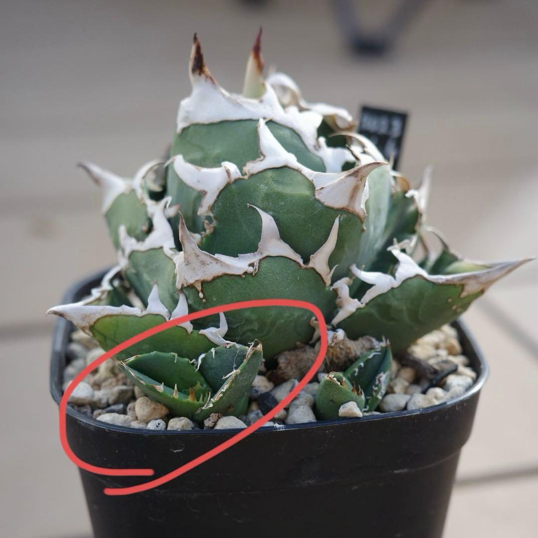 未根済 子株① アガベ COK コック cok-cg01 追星 検）大白鯊 悪魔