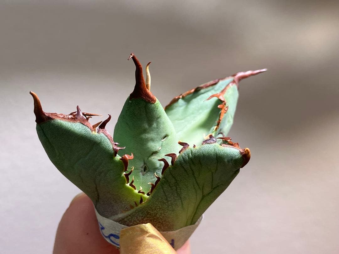 匿名配送【初売り】②REZA産　イラン株　アガベ　BLAZE ブレイズ