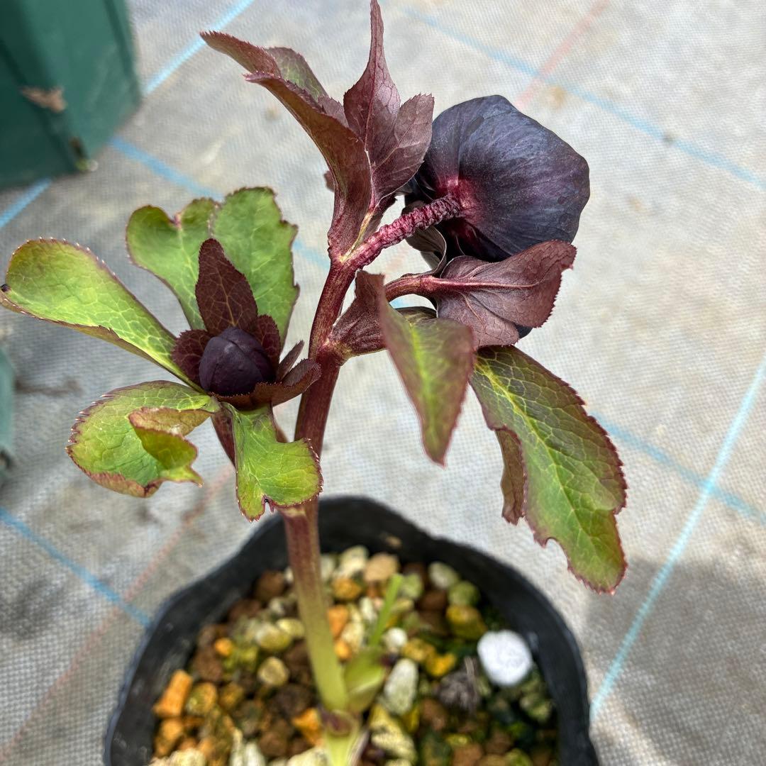 クリスマスローズ　ブラックフラッシュカップ咲き　珍しい？　4.5寸