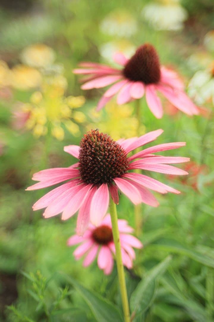 TAMRON SP 28-80mm F3.5-4.2 27A 【光学美品】