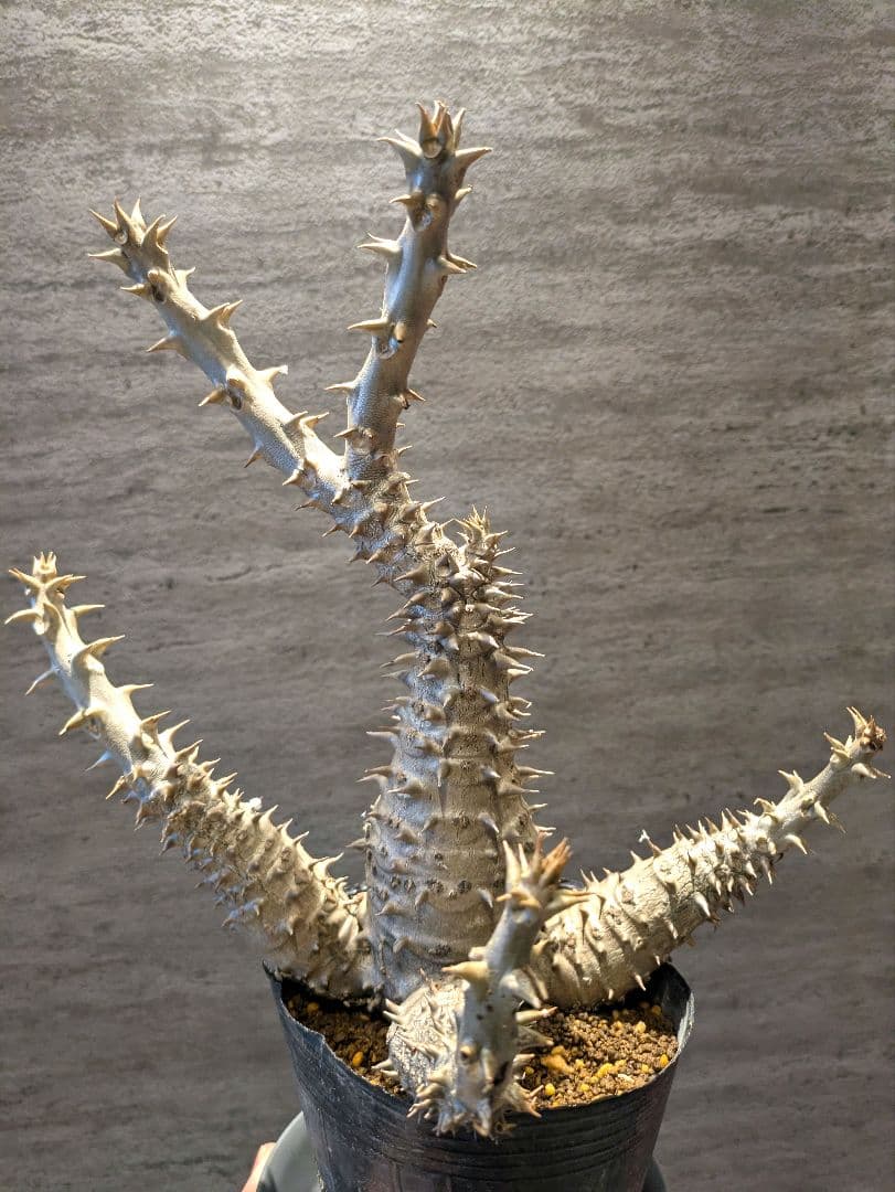 HIRO　パキポディウム ウィンゾリー 国内実生　 コーデックス　塊根植物