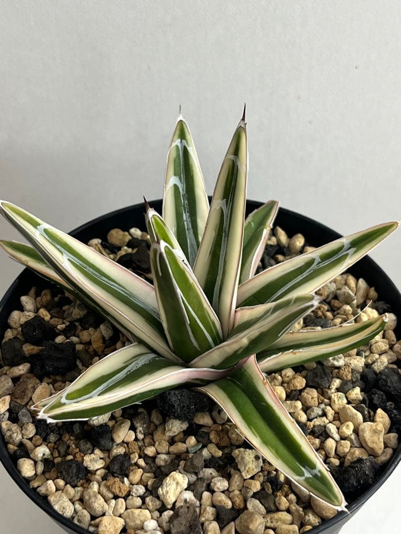 アガベ　笹の雪 　氷山　子株付き 鉢のまま発送