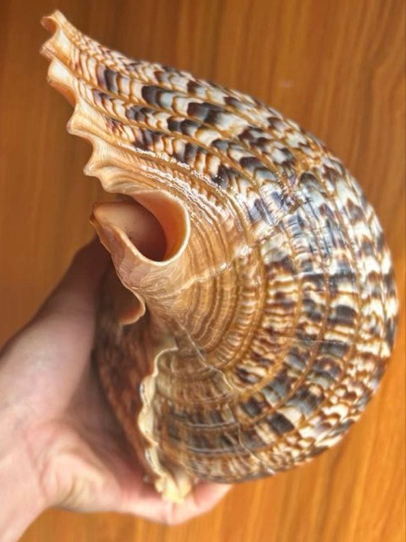 特大　法螺貝　43cm　(直線40cm)