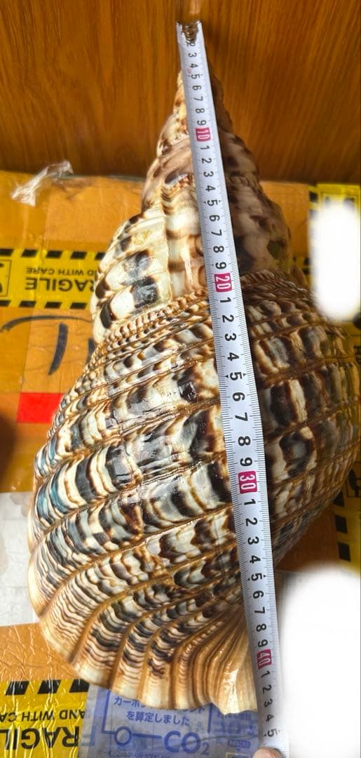 特大　法螺貝　43cm　(直線40cm)