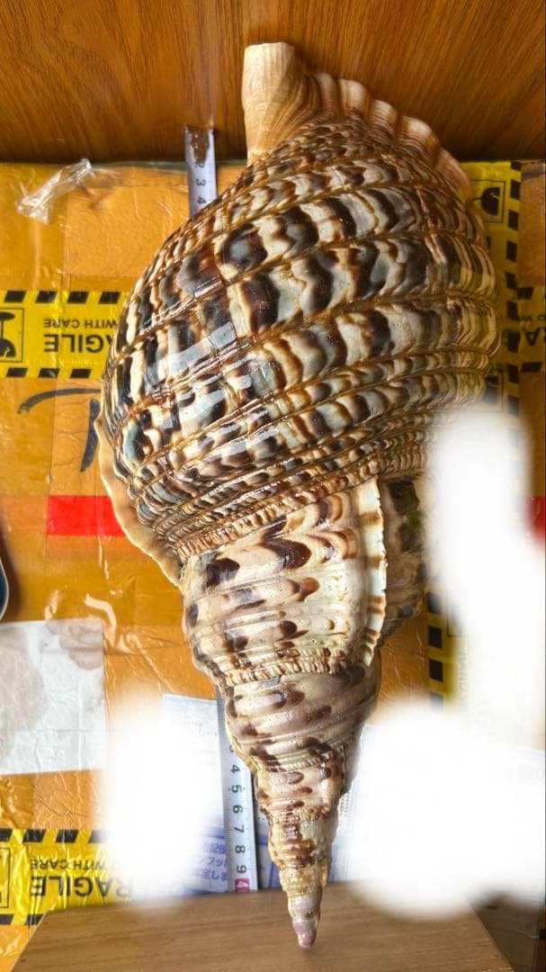 特大　法螺貝　43cm　(直線40cm)