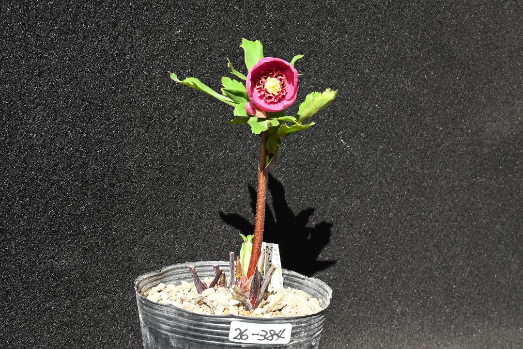 クリスマスローズ　sd小輪レッドソフトカップ咲き　加藤農園