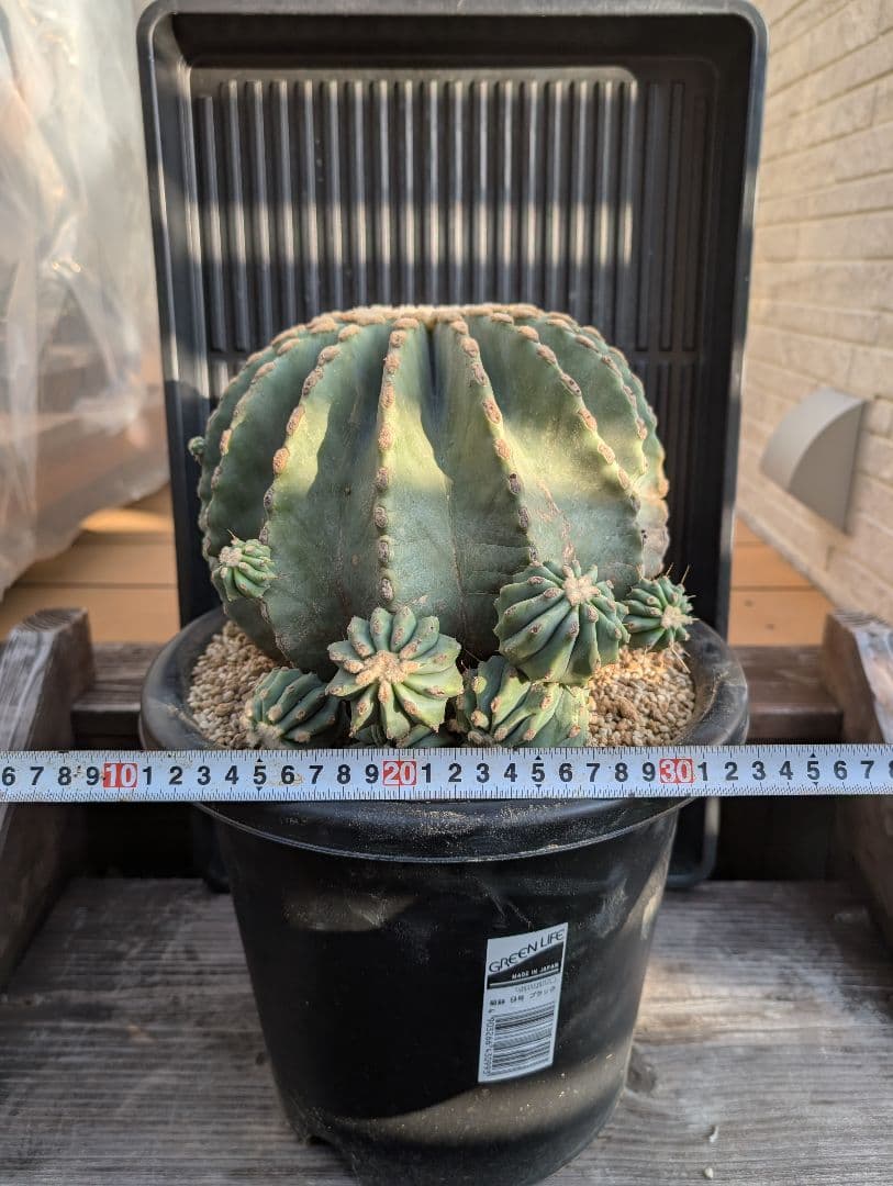 【Omc Labo】極上3　フェロカクタス刺無王冠竜　希少 サボテン　古木