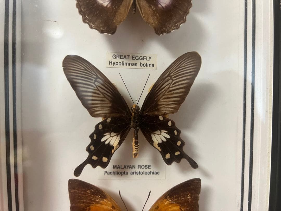 【O-982】蝶 標本 メネラウスモルフォ アオスジアゲハ リュウキュウムラサキ