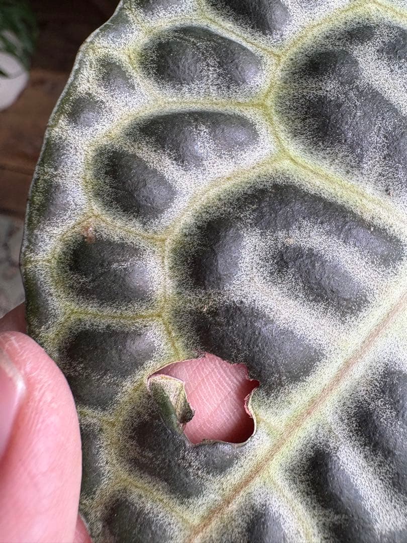 ラビシア　オブツシフォリア　タートルバック　5号　③