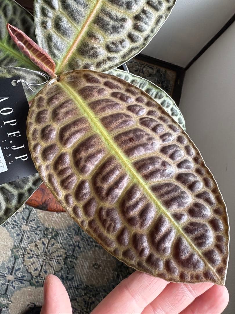 ラビシア　オブツシフォリア　タートルバック　5号　③