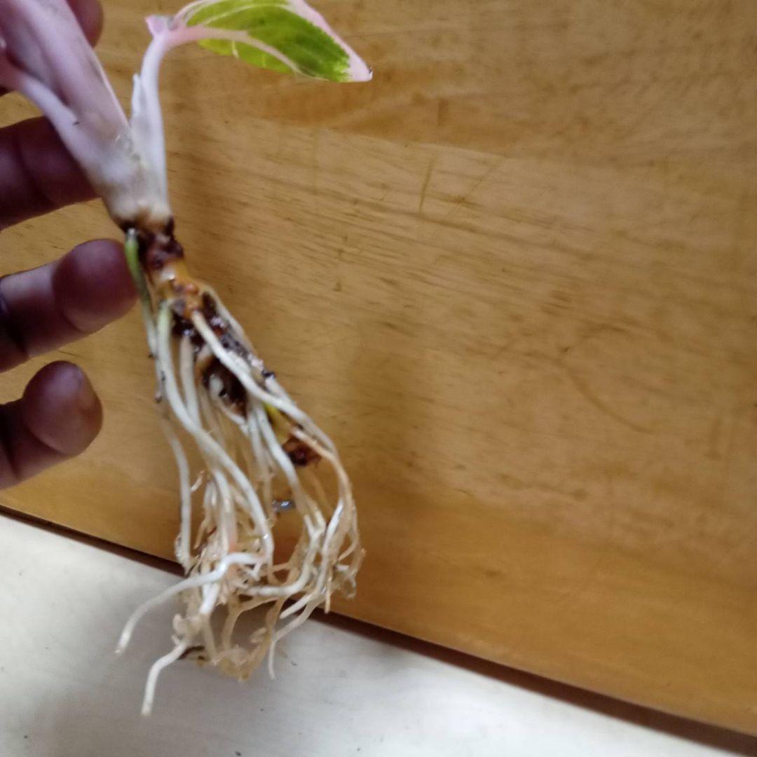 アグラオネマ　ロータス　デライト　観葉植物