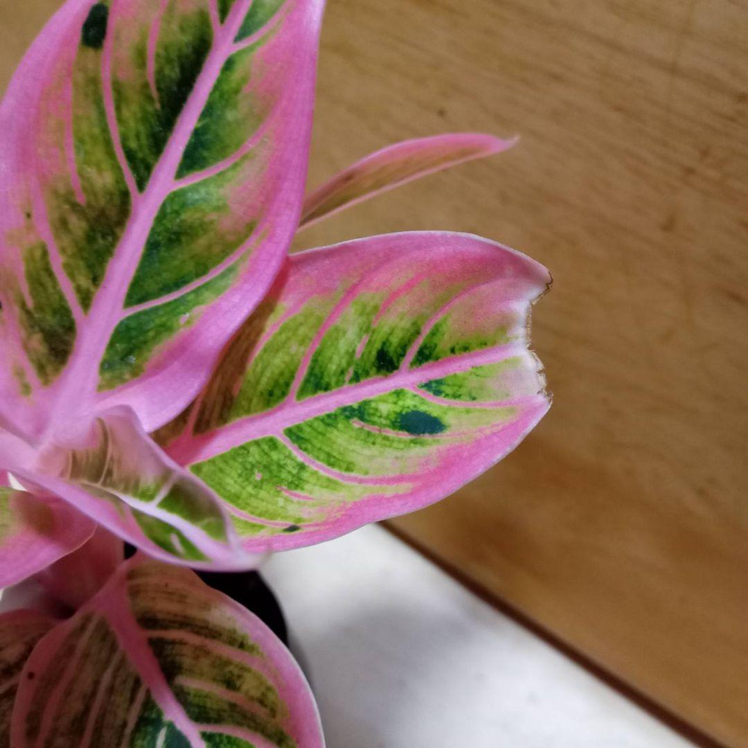 アグラオネマ　ロータス　デライト　観葉植物