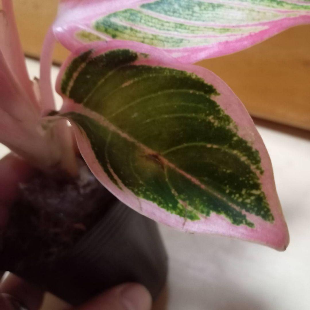 アグラオネマ　ロータス　デライト　観葉植物