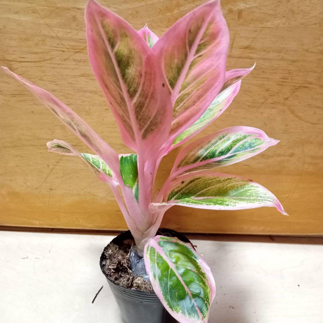 アグラオネマ　ロータス　デライト　観葉植物