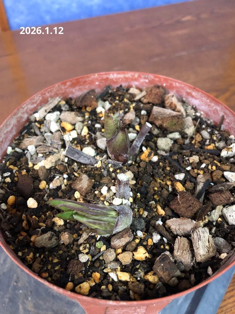 クリスマスローズ　原種　リグリクス②