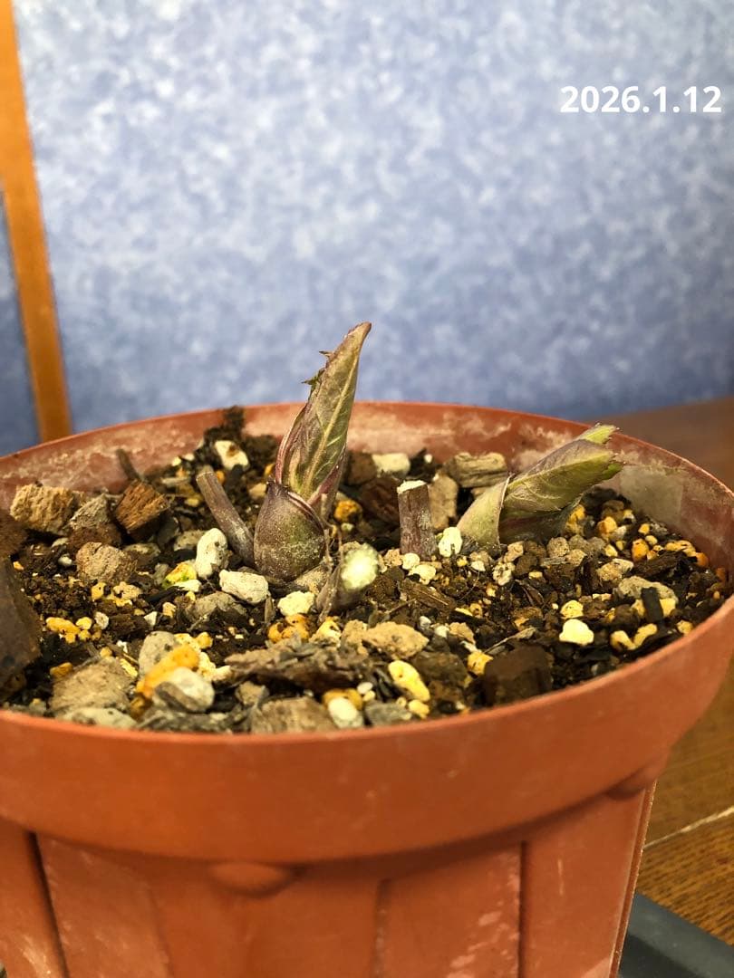 クリスマスローズ　原種　リグリクス②