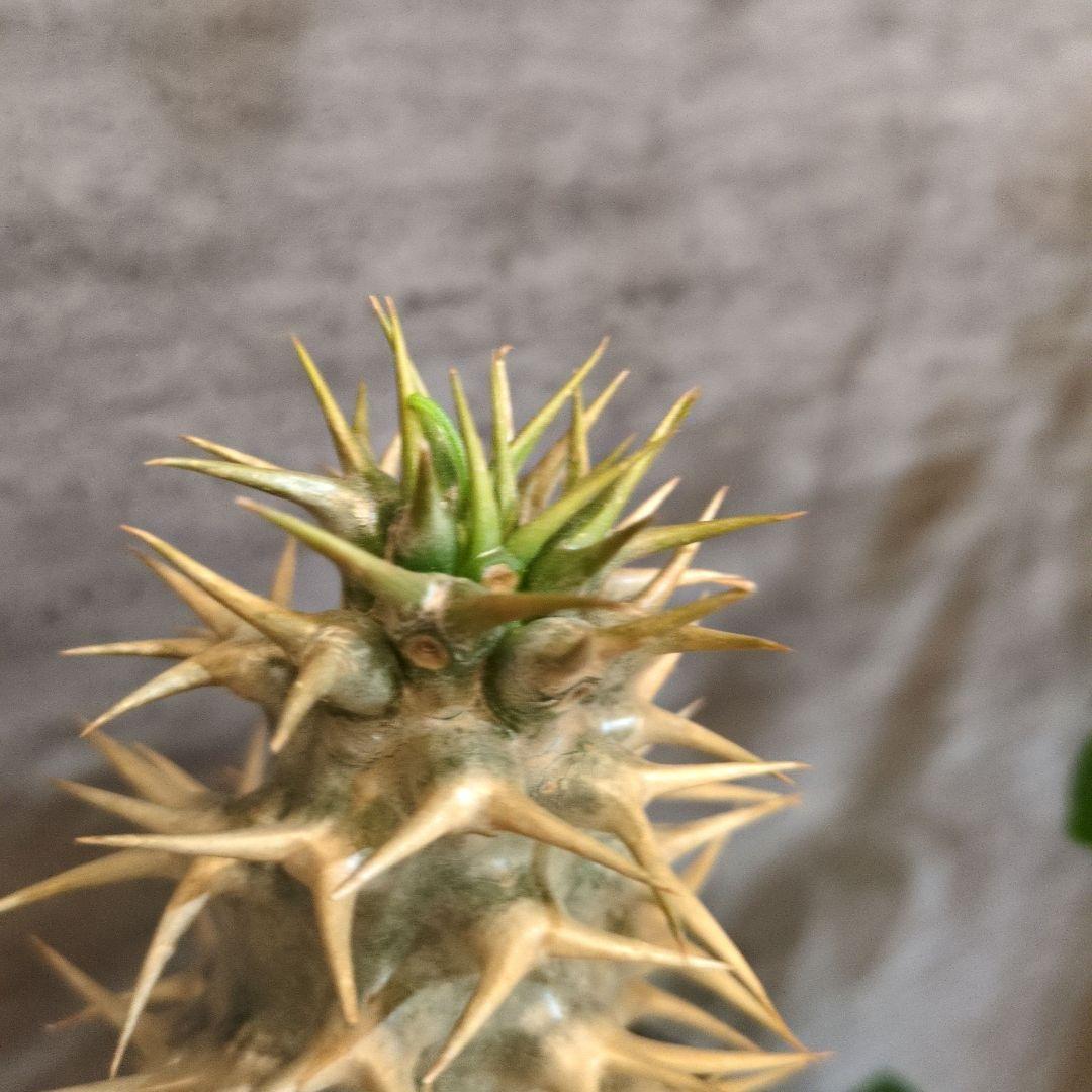 T*5様 国内実生　アンボンゲンセ　塊根植物　コーデックス　アガベ　サボテン