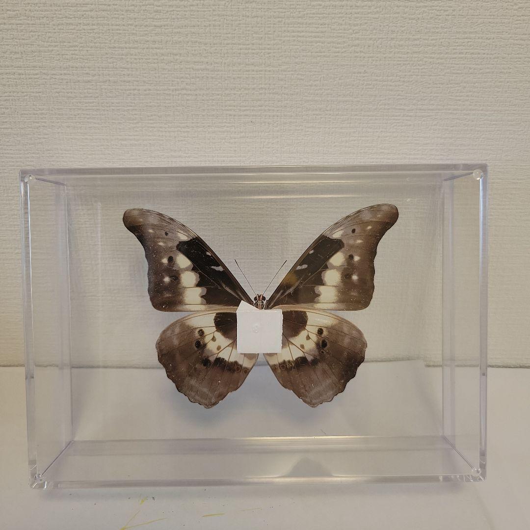蝶の標本　熱帯の宝石(珍珍)
