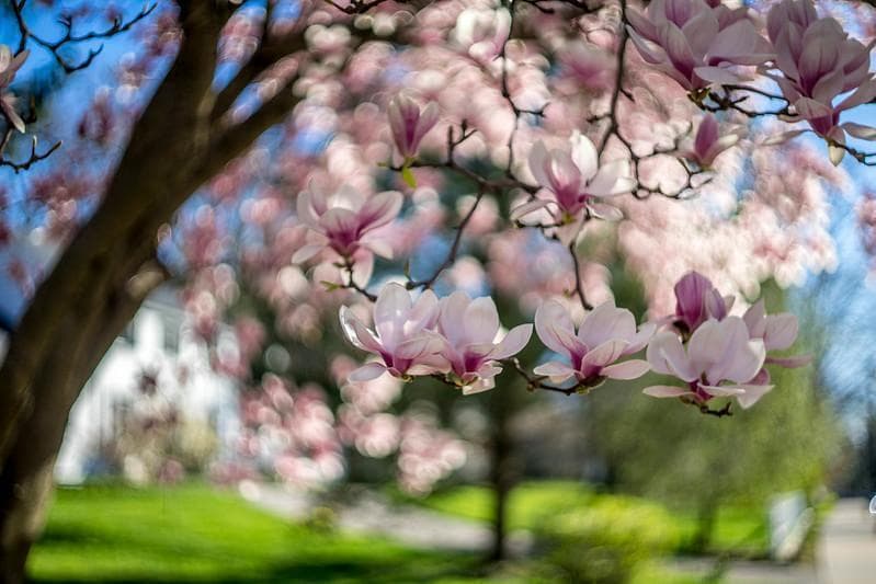 39　新品同様　希少ヘリオス　77M-4　ぐるぐるボケレンズ　　M42