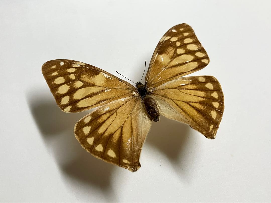 エガーモルフォ ペア　蝶　標本