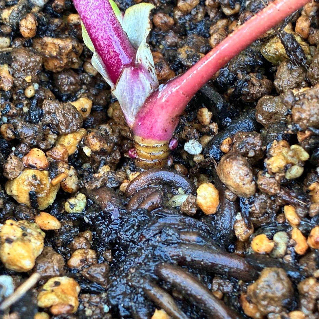 ち*る様 3316⭐️極上⭐️キラキラ光線⭐️スペシャルレッド⭐️多花性⭐️オー