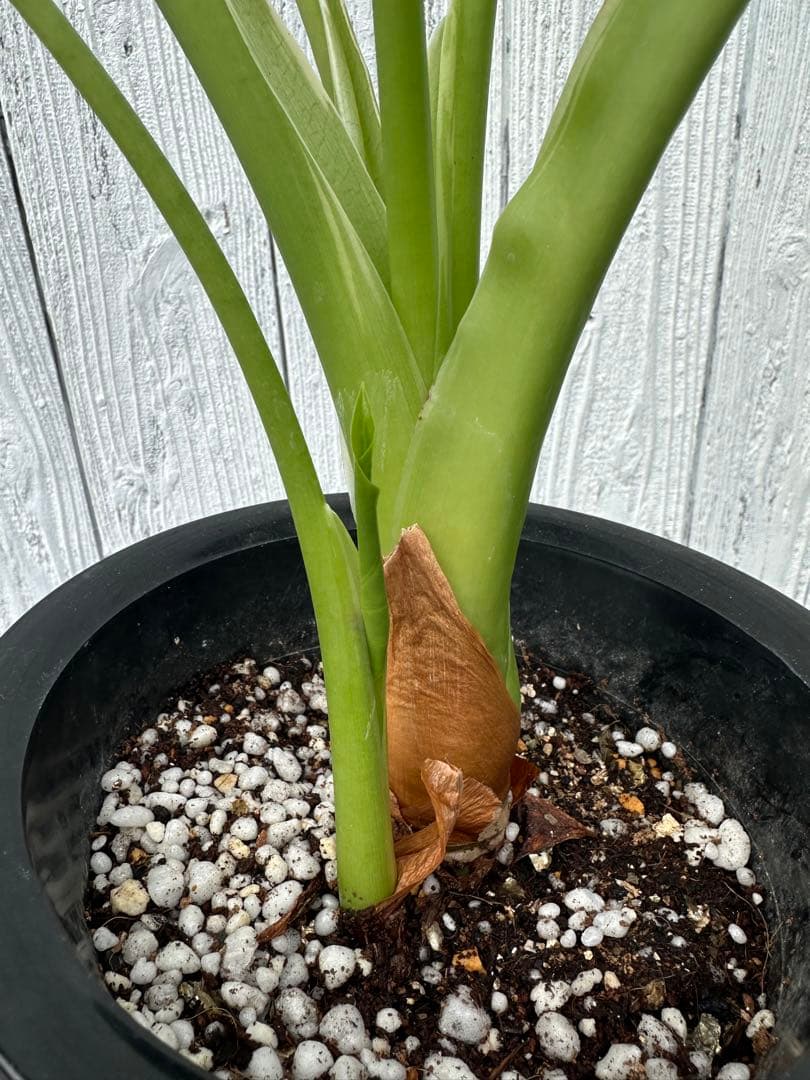 アロカシア ククラータ ホワイト バリエガータ