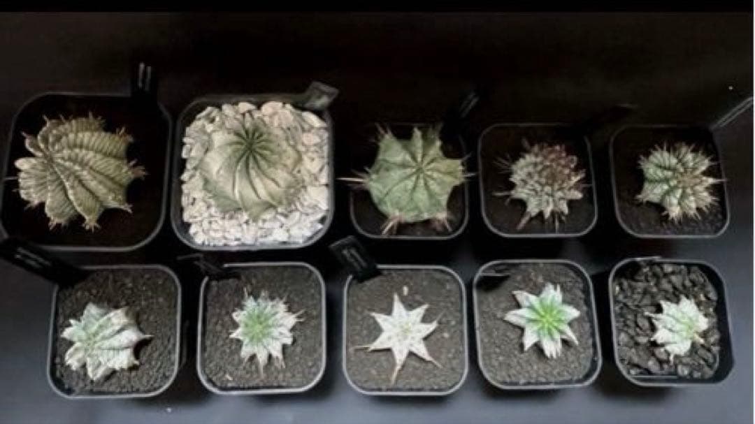 K*u様 ユーフォルビアホリダ 関上No.2ゼブラホリダ×宇田ゼブラホリダ 純血