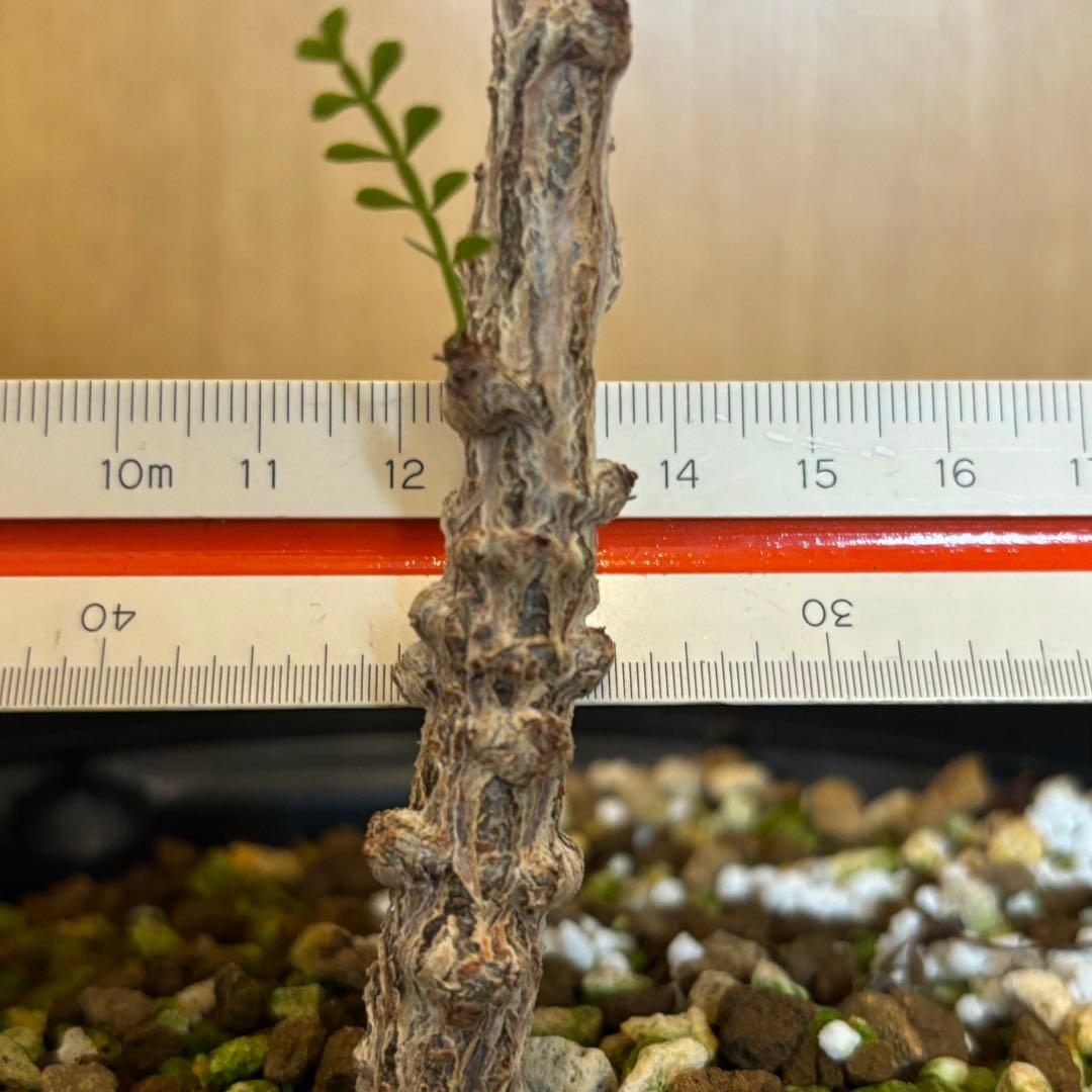 【鉢のまま宅急便発送】パキプス　実生株⑦