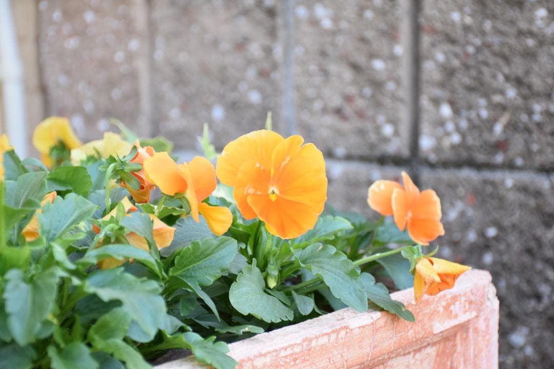 【作例あり】風景から人物をこれ1本♪Nikon AF-S 18-140mm VR