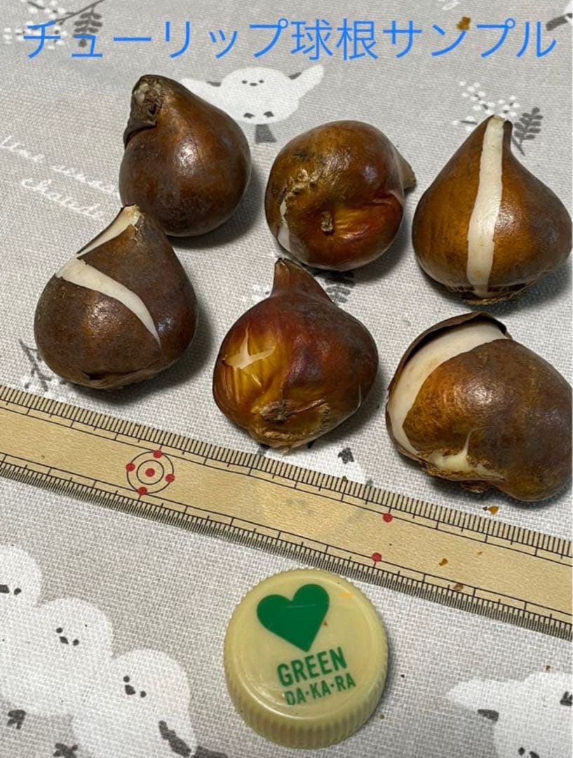 【球根★】ラブラドール　5球　チューリップ　レア品種　ボルドー　フリンジ咲き