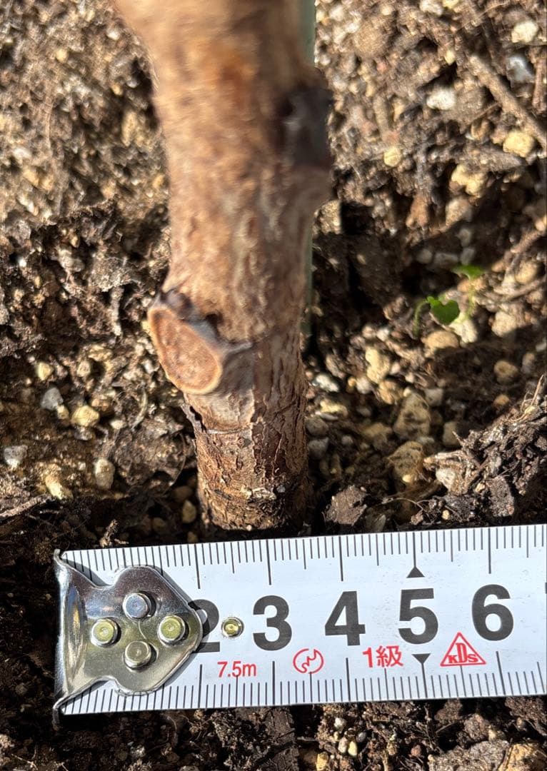 引取り限定　フィカス　リラータ　イヴォンヌ　カシワバゴム　植物　インテリア