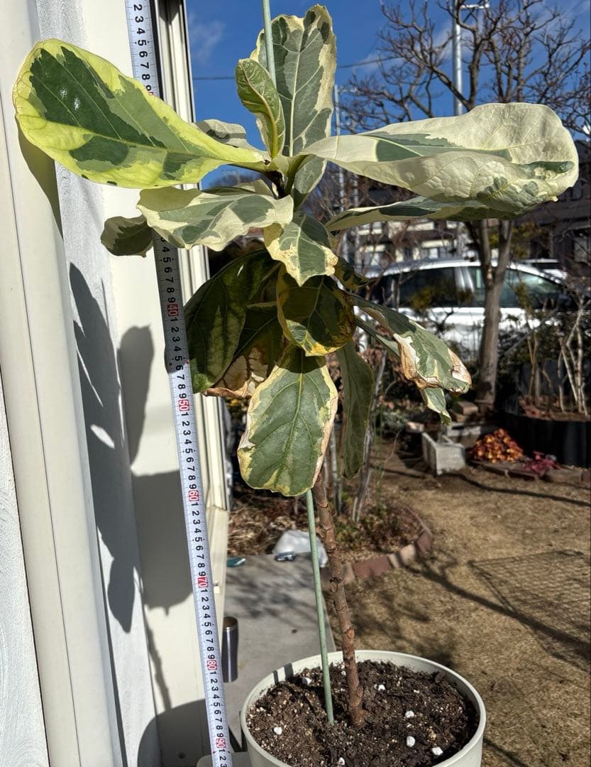 引取り限定　フィカス　リラータ　イヴォンヌ　カシワバゴム　植物　インテリア