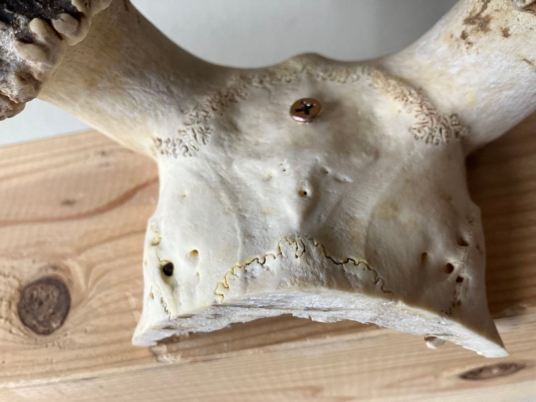 鹿の角　大型ペア　 台座付き　自然素材　一点物　信州森の野生鹿