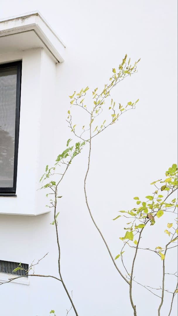 極美。山採りアオハダ株。