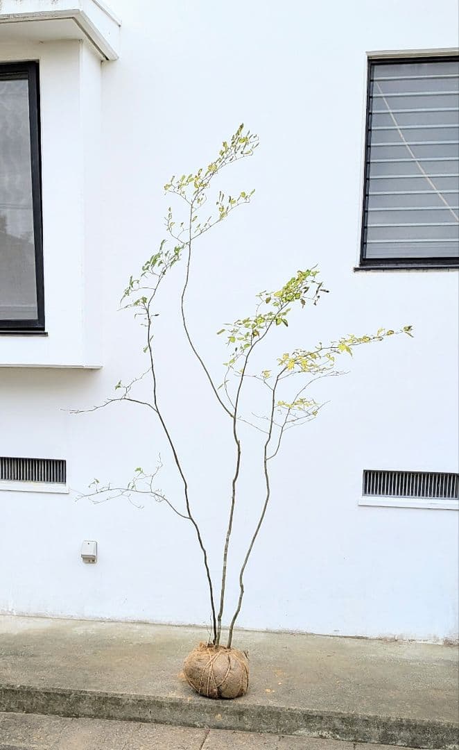 極美。山採りアオハダ株。