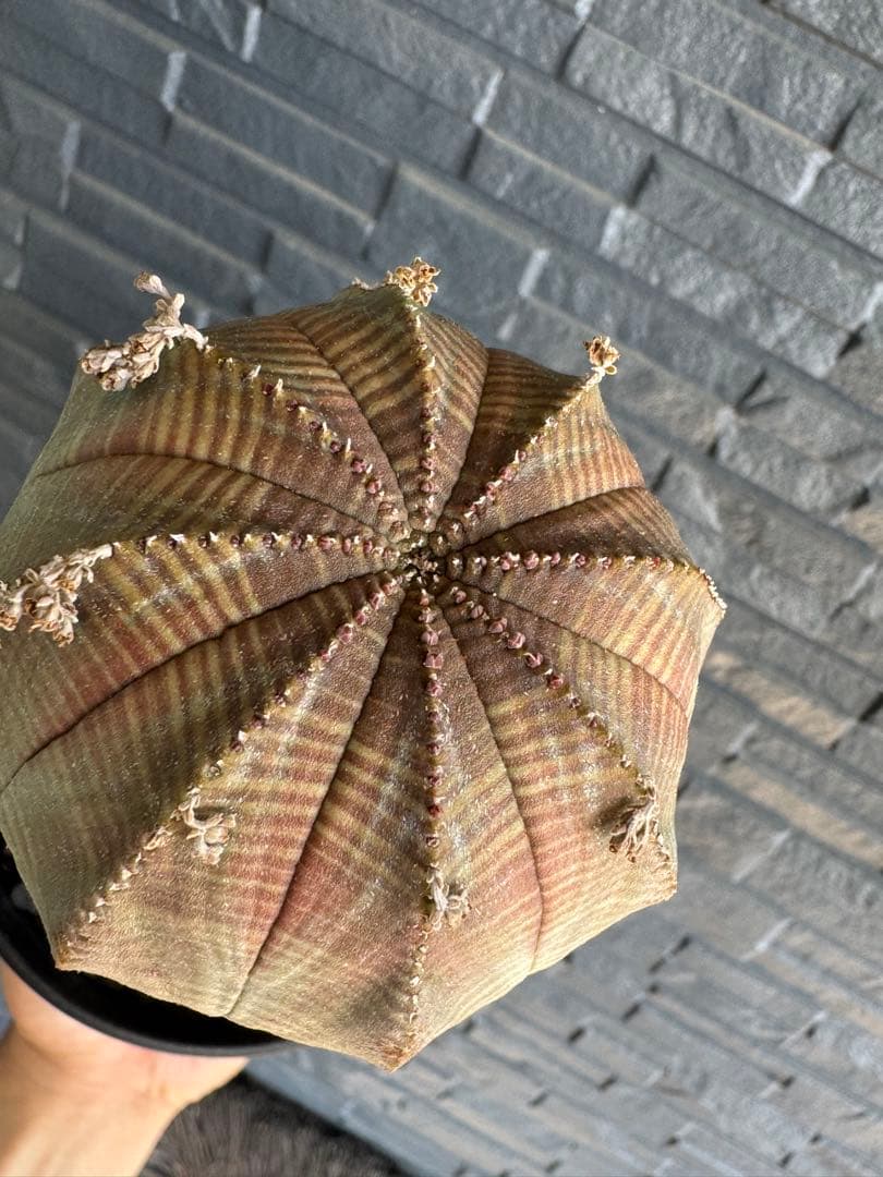 ☆極太株☆ オベサ　美模様　幅10cm 　ホリダ　ゼブラホリダ