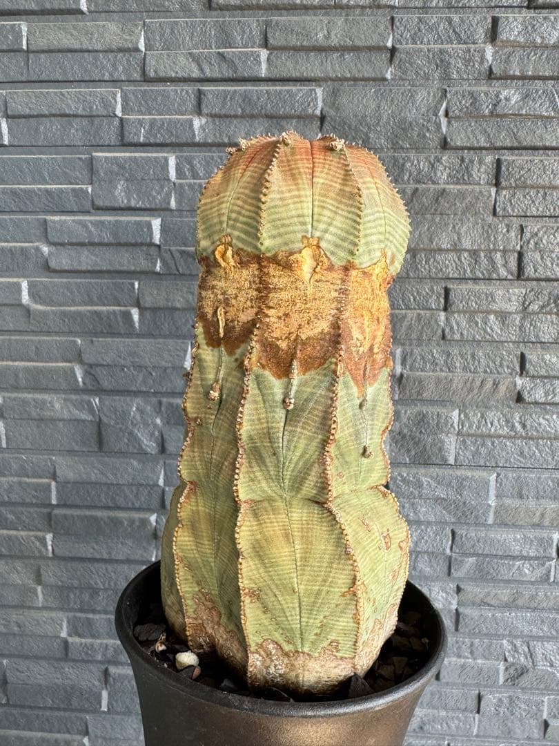 ☆極太株☆ オベサ　美模様　幅10cm 　ホリダ　ゼブラホリダ