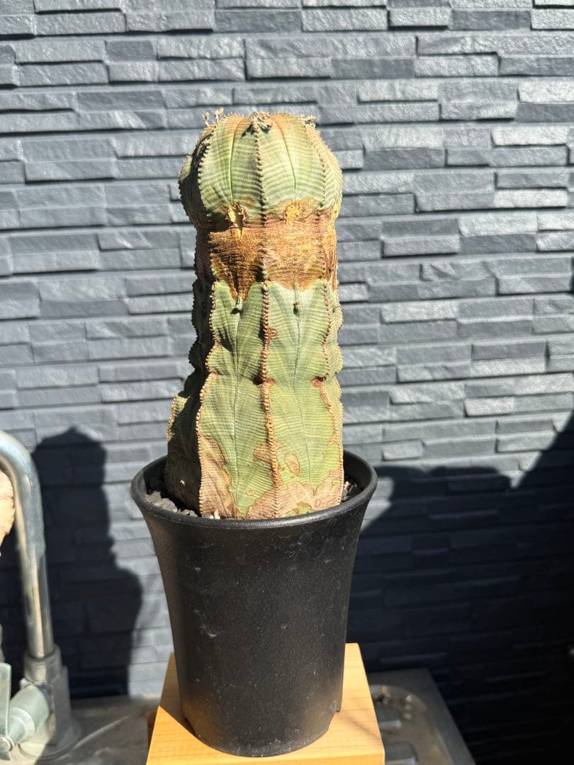 ☆極太株☆ オベサ　美模様　幅10cm 　ホリダ　ゼブラホリダ