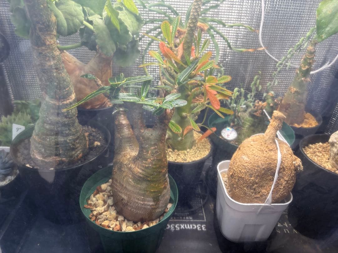 最終値下げ　パキポデュウムグラキリス　現地株発根済み