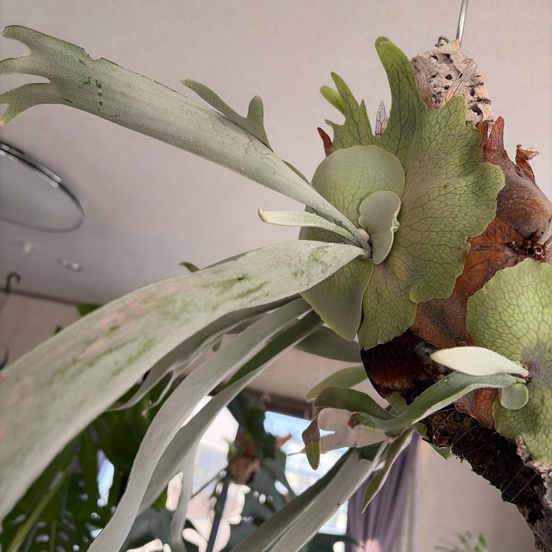 吊り下げ式 ビカクシダ ベイチー　親株