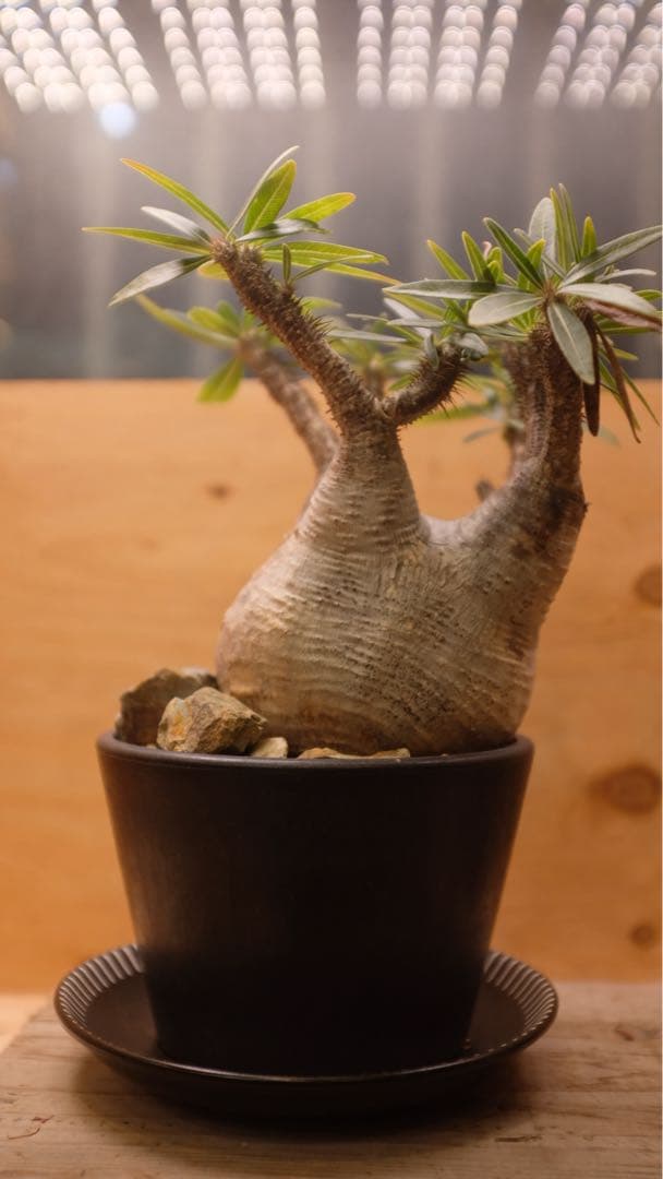 美形 パキポディウム グラキリス①　発根済