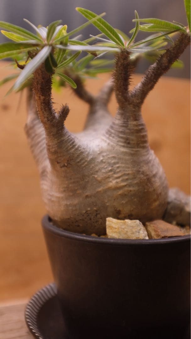 美形 パキポディウム グラキリス①　発根済