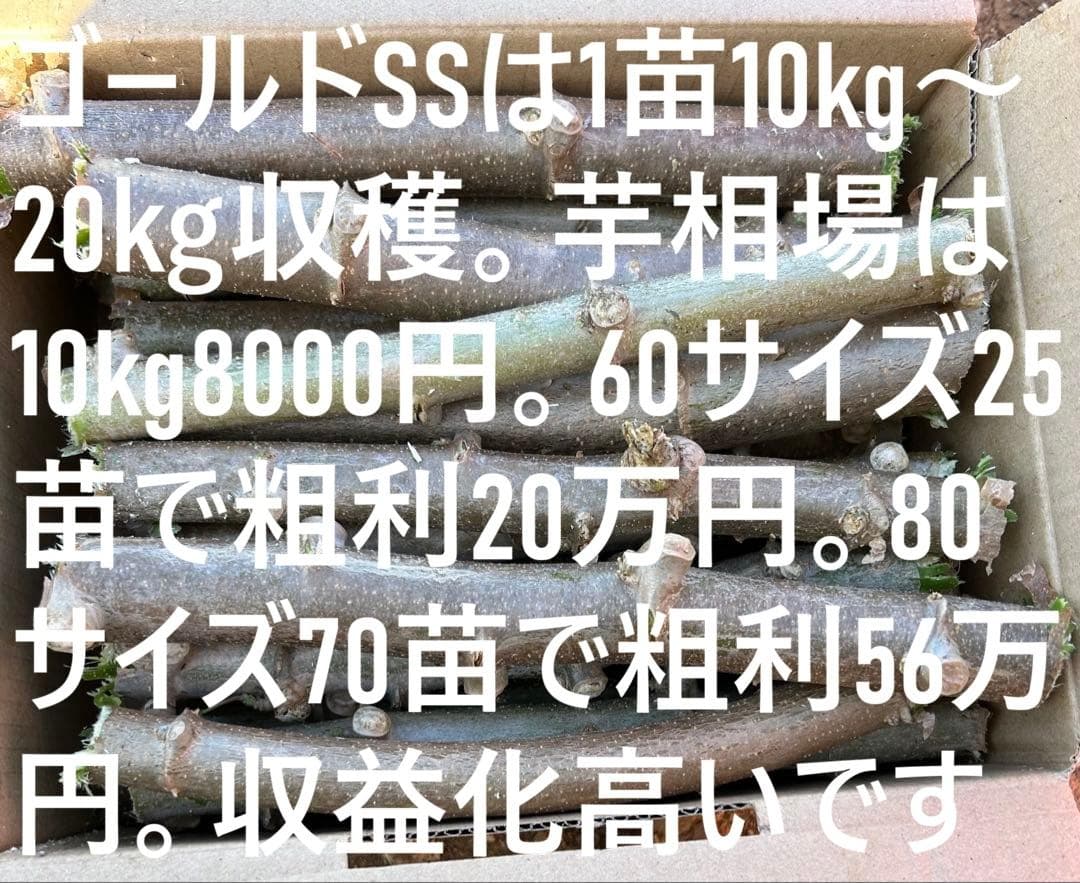 官能的な旨味と甘味。超高級★キャッサバ・ゴールドSS★挿し木枝。80サイズ箱満杯
