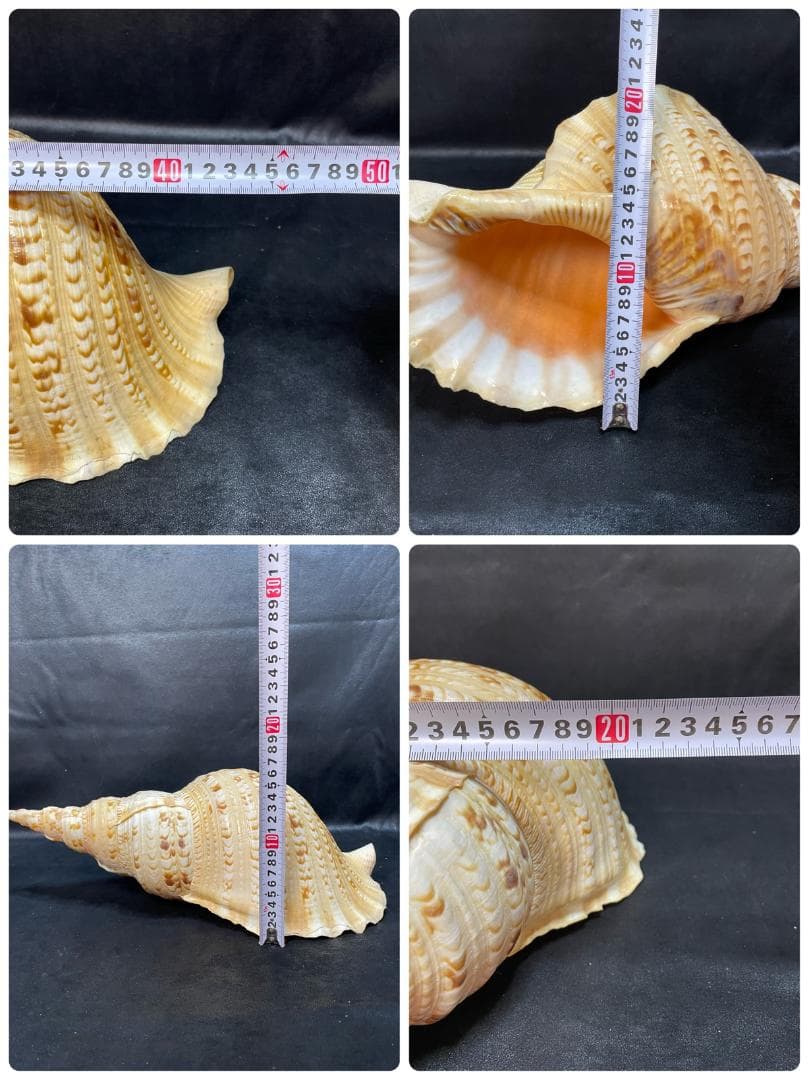 法螺貝　特大ホラ貝　新鮮な法螺貝　大きいサイズ　K001005