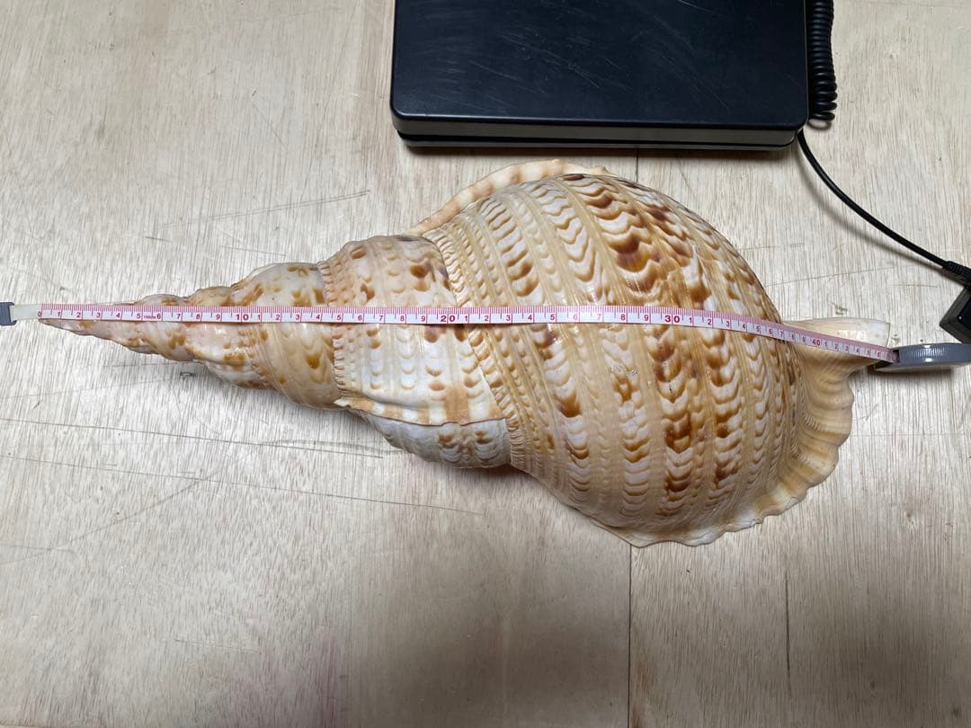 法螺貝　特大ホラ貝　新鮮な法螺貝　大きいサイズ　K001005