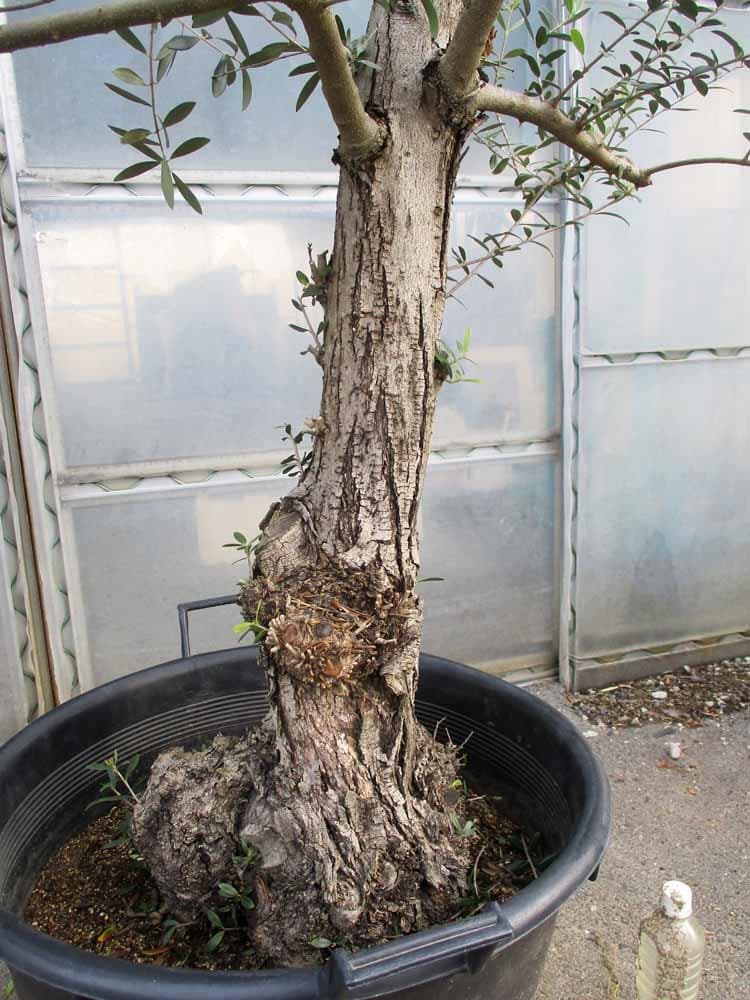 【現品】オリーブの古木　品種名：ネバディロブランコ　オールドオリーブ　17号RY