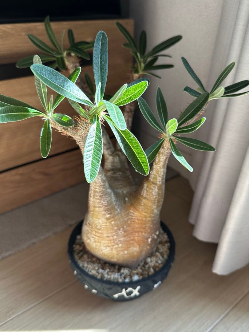 パキポディウムグラキリス 【鉢付き】早い者勝ち